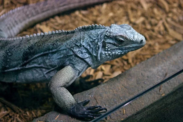 Blå iguana på ljusbrun — Stockfoto
