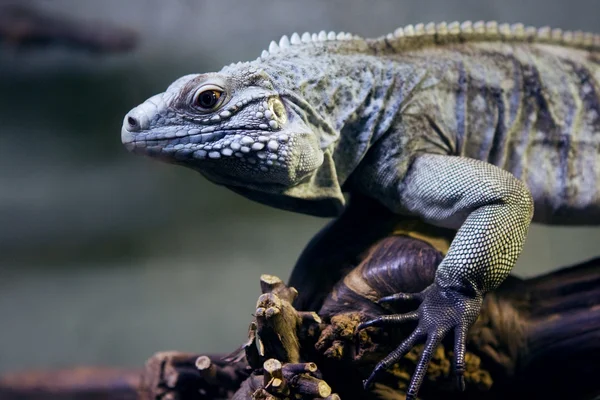 Niebieski iguana na gałęzi drzewa — Zdjęcie stockowe