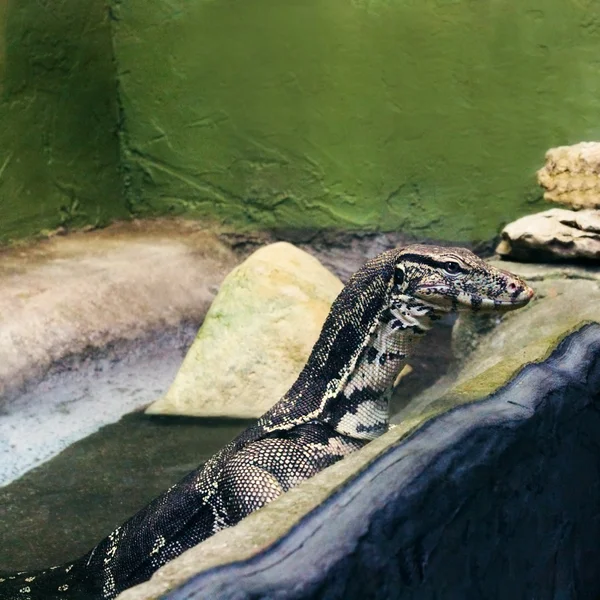 Сальваторій Варанус величезна велика ящірка — стокове фото