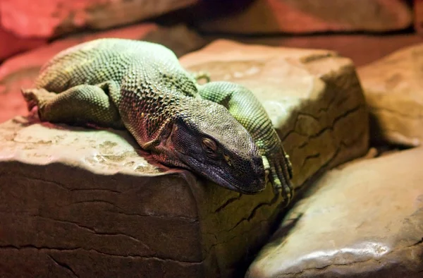 Огромная зелёная варан-ящерица — стоковое фото