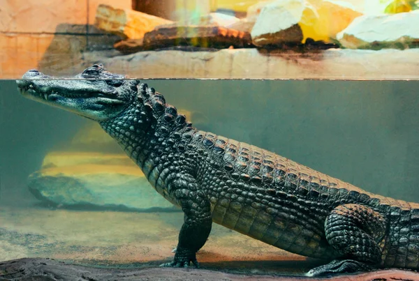 Crocodile caïman dans l'eau — Photo