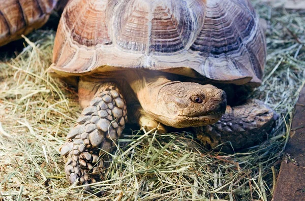 Large turtle on grass — Stock Photo, Image