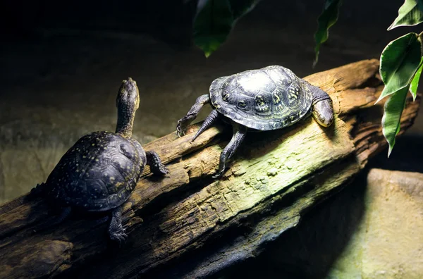 Two wild small turtles in zoo — Stock Photo, Image