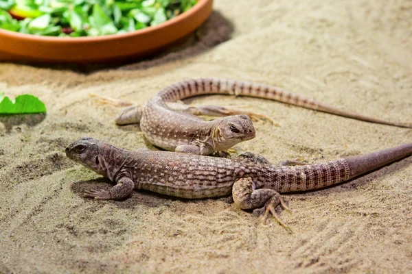 Två ödlor på sand — Stockfoto