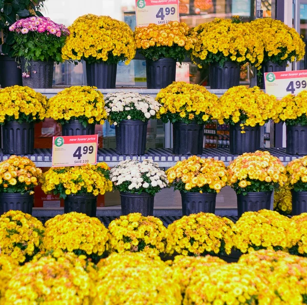 Yellow flowers in pots — Stock Photo, Image
