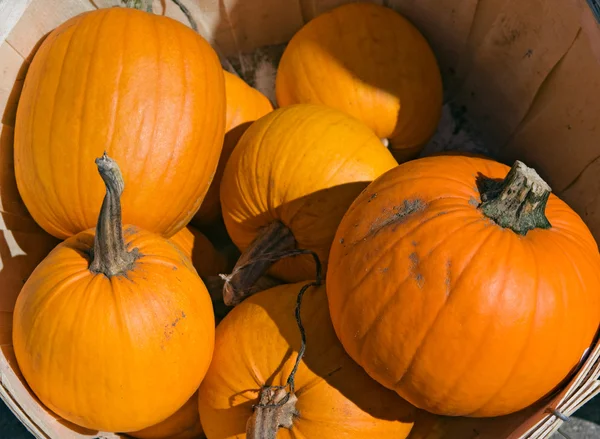 Pumpkins in wooden basket — Stock Photo, Image