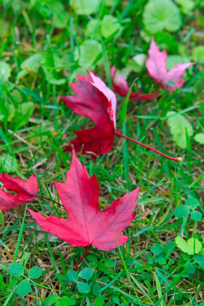 Красный канадский кленовый лист на траве — стоковое фото