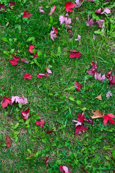 Folhas de bordo canadense vermelho na grama — Fotografia de Stock