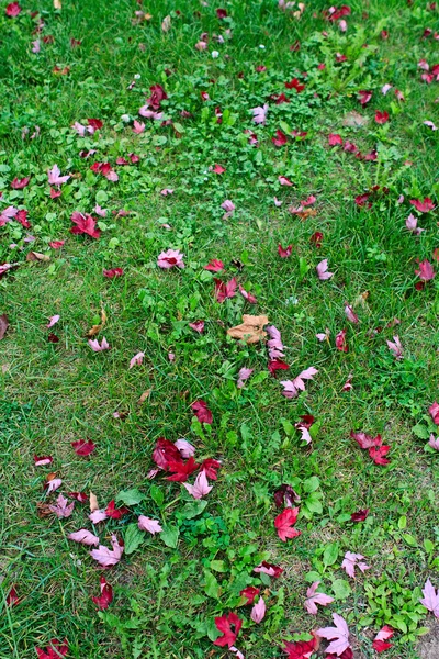 Folhas de bordo canadense vermelho na grama — Fotografia de Stock