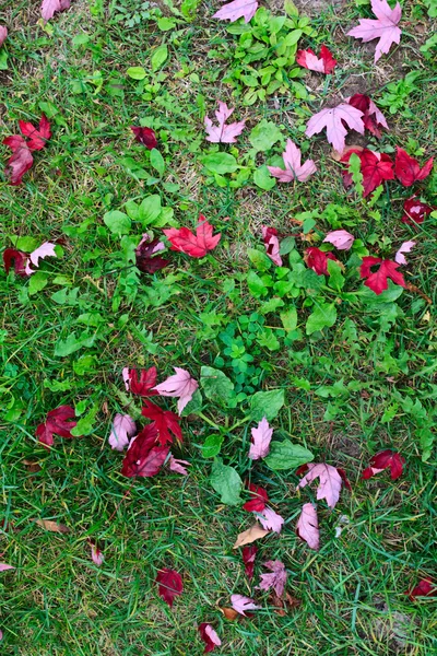 Folhas de bordo canadense vermelho na grama — Fotografia de Stock