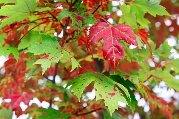 Röd kanadensiska maple leaf på träd — Stockfoto