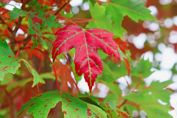 Röd kanadensiska maple leaf på träd — Stockfoto