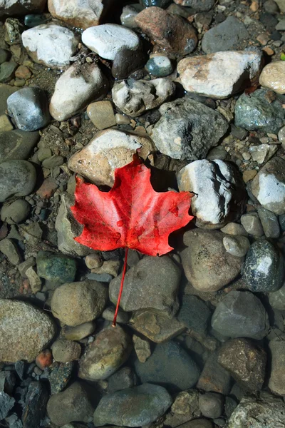 水の中の石に赤いカエデの葉 — ストック写真