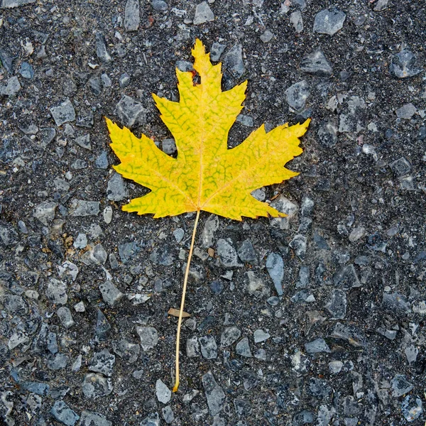 Gul kanadensiska maple leaf på marken — Stockfoto