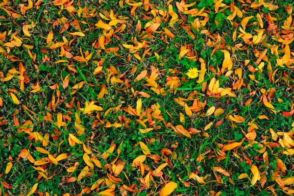 Feuilles d'automne rouge fond jaune — Photo