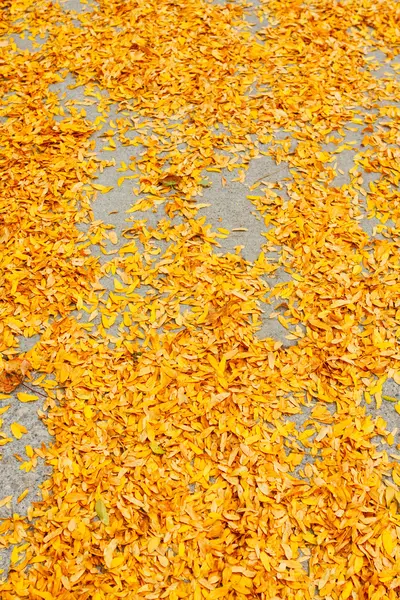 Jesienne liście czerwone tło żółty — Zdjęcie stockowe