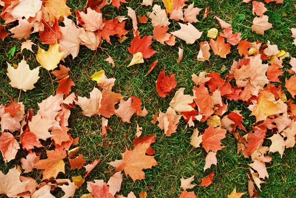 Hojas de otoño fondo rojo amarillo —  Fotos de Stock