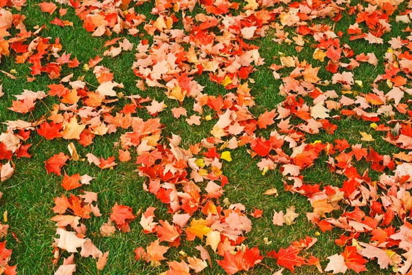 Feuilles d'automne rouge fond jaune — Photo