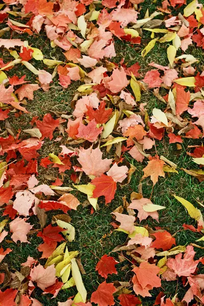 Jesienne liście czerwone tło żółty — Zdjęcie stockowe