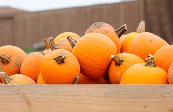 Montón de calabazas de granja — Foto de Stock