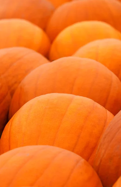 Montón de calabazas de granja — Foto de Stock