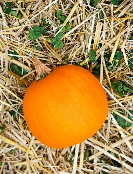 Abóbora de laranja de fazenda em palha de feno — Fotografia de Stock