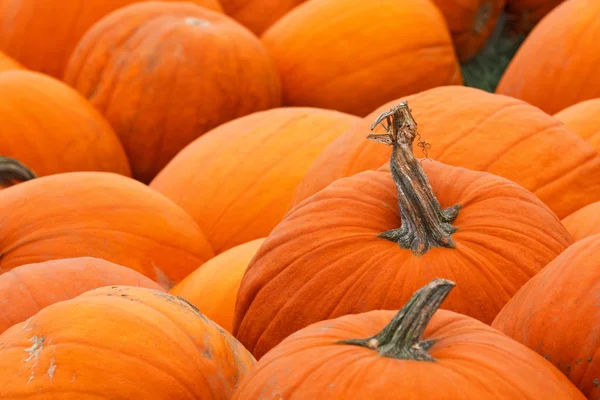 Högen av gården pumpor — Stockfoto