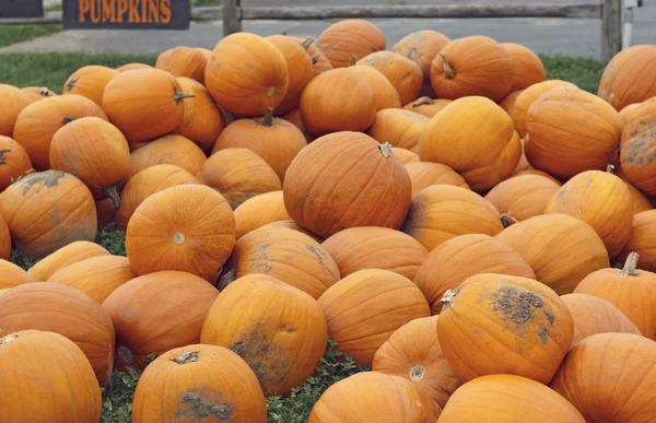 Montón de calabazas de granja — Foto de Stock