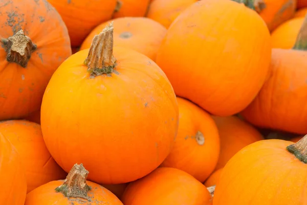 Montón de calabazas de granja — Foto de Stock