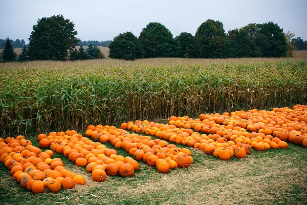 Heap of farm pumpkins on corn field — Stock Photo, Image