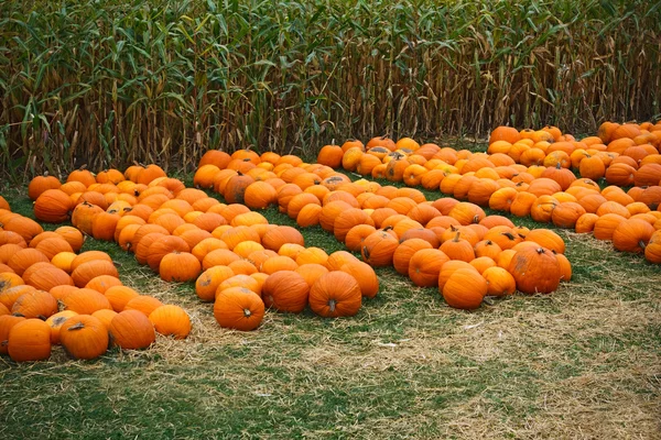 Hoop van boerderij pumpkins op maïs fiels — Stockfoto