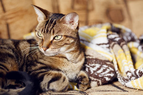 Tabby cat lying on a sofa at home — Stock Photo, Image