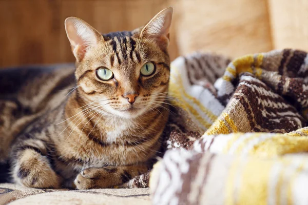 Tekir kedi evde kanepede yalan — Stok fotoğraf