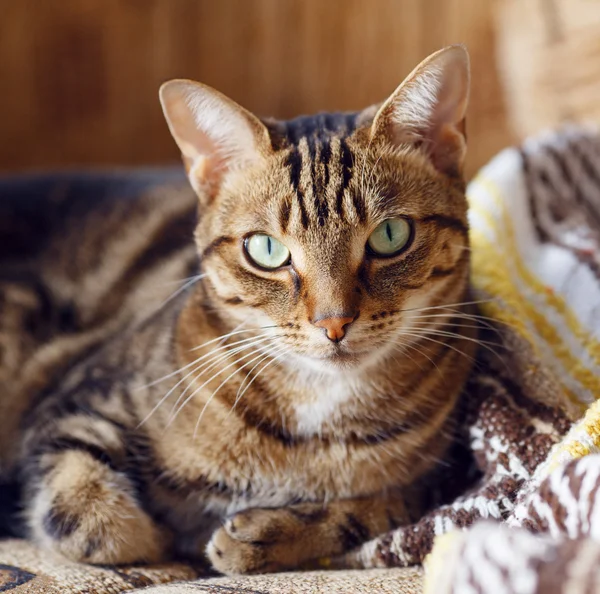 Tekir kedi evde kanepede yalan — Stok fotoğraf