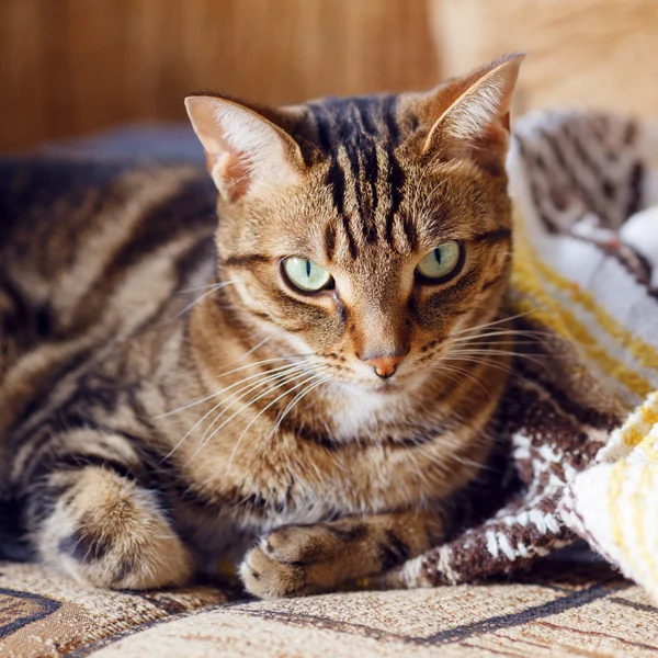 Tekir kedi evde kanepede yalan — Stok fotoğraf