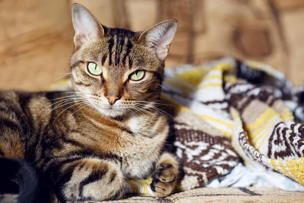 Tekir kedi evde kanepede yalan — Stok fotoğraf