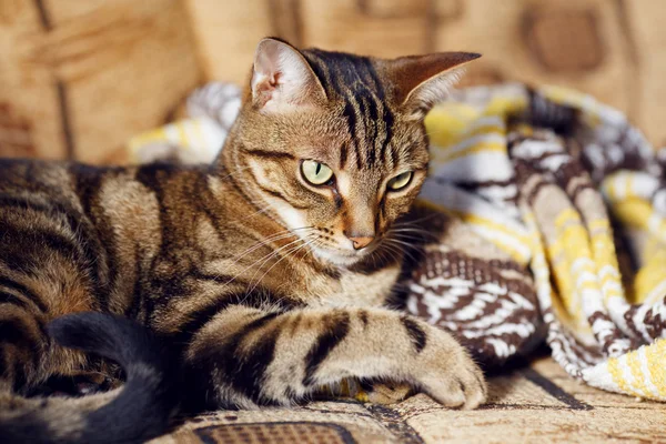 Tekir kedi evde kanepede yalan — Stok fotoğraf