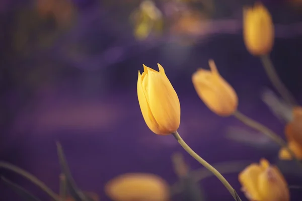 Magic fairy marzycielski tulipany z bokeh — Zdjęcie stockowe