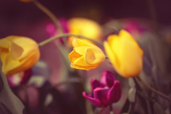 Fada mágica tulipas sonhadoras com bokeh — Fotografia de Stock