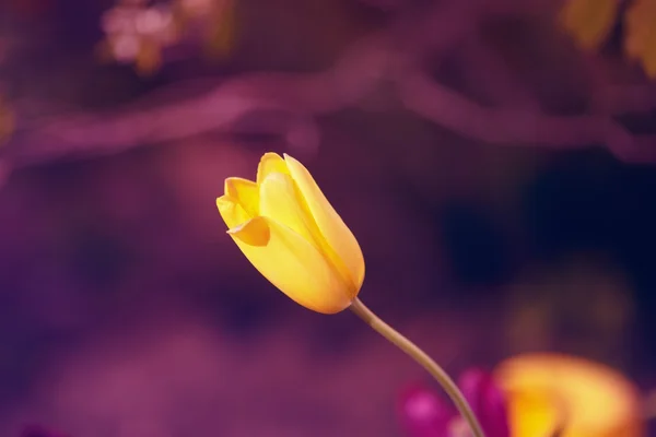 Fata magica tulipani sognanti con bokeh — Foto Stock