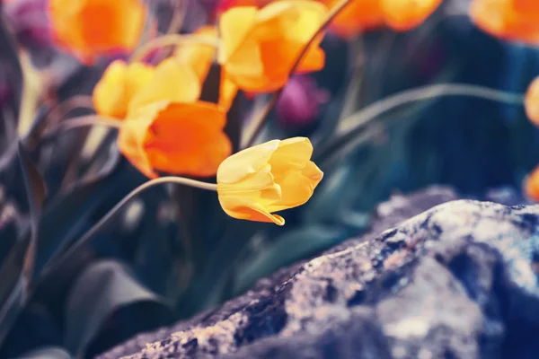 Magic fairy dreamy tulips with bokeh — Stock Photo, Image