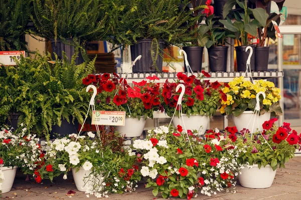 商店前面的花盆里的花 — 图库照片