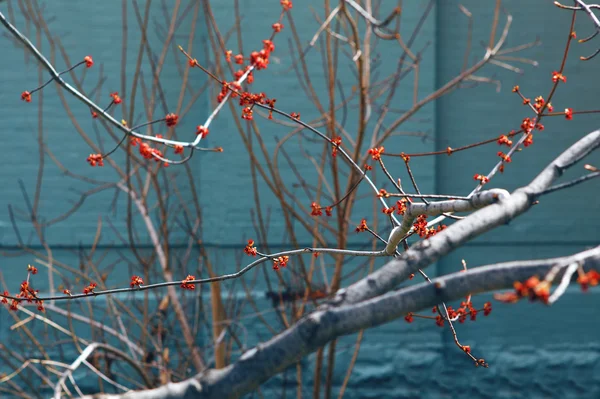 Bare tree branches with flowers — Stock Photo, Image