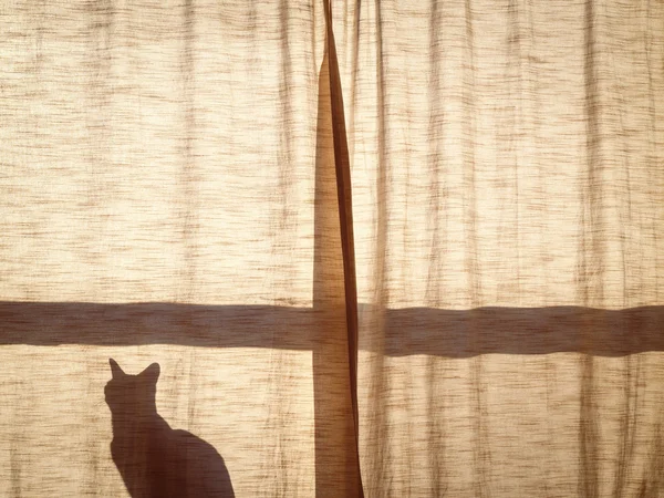 Satu kucing di balik tirai matahari terbenam — Stok Foto