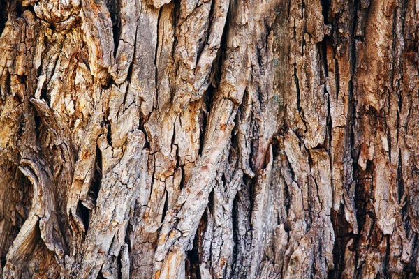 木オークの樹皮の質感 — ストック写真