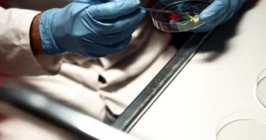 Doktor, Petri Dish 'i kullanarak kan tahlilleriyle uğraşıyor. Boold Testleri, Virüs Testi, Laboratuvar Konsepti. Eller Yakın