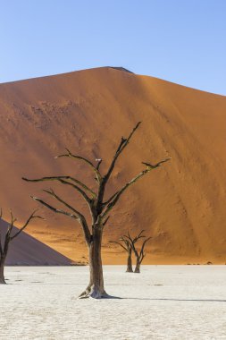 Trees in Deadvlei, or Dead Vlei, in Sossusvlei, in the Namib-Nau
