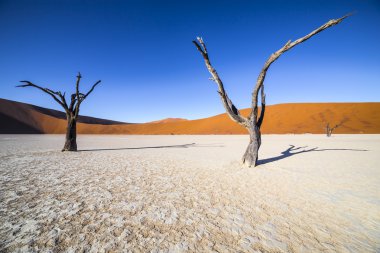 Trees in Deadvlei, or Dead Vlei, in Sossusvlei, in the Namib-Nau