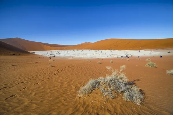 Trees in Deadvlei, or Dead Vlei, in Sossusvlei, in the Namib-Nau — 图库照片