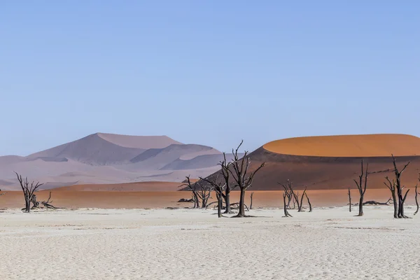 Arbres à Deadvlei, ou Dead Vlei, à Sossusvlei, dans le Namib-Nau — Photo